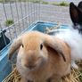 Rabbit Image 8