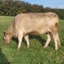 Incalf Charlie Heifers Image 5