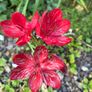 Schizostylis Image 2