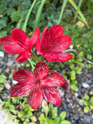 Schizostylis