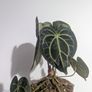 Anthurium Clarinervium Plant Image 4
