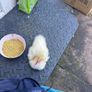 a single duckling Image 3