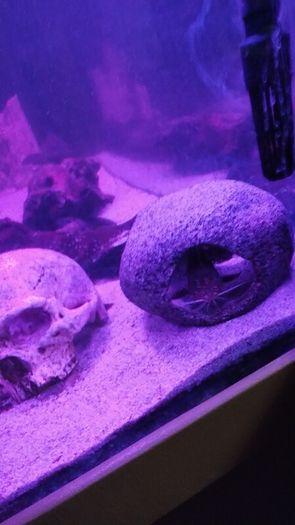 Juwel Vision Tank + Stand 260 Litres