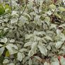 Varigated Pittosporum 3ft high Image 3