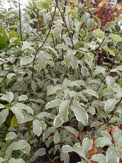 Varigated Pittosporum 3ft high