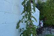 plum tree
