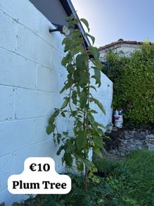 plum tree