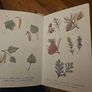 The Observer's Book Of Trees. Minature 1968 Hardback In Good Condition.  See Photos For Same. Image 10
