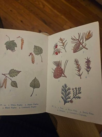 The Observer's Book Of Trees. Minature 1968 Hardback In Good Condition.  See Photos For Same.