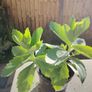 Plant Image 2