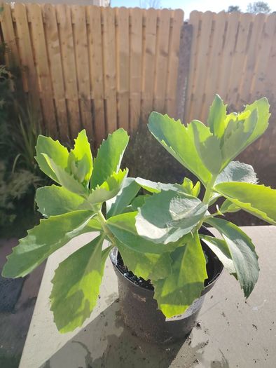 Plant