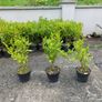 3ft Plants for Hedging Image 3