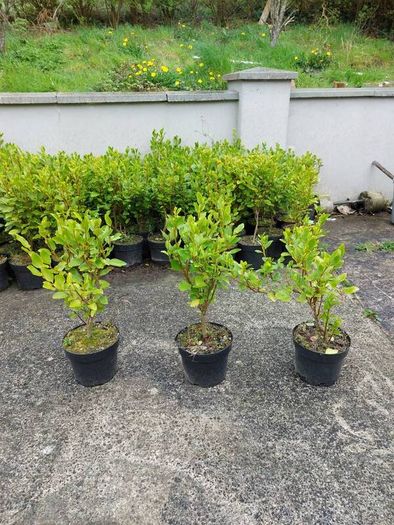 3ft Plants for Hedging