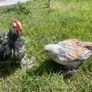 pekin pairs Image 2