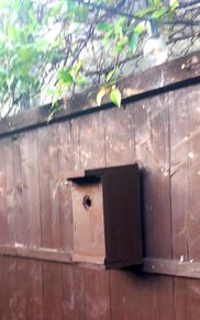 garden blue tit box