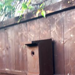 garden blue tit box
