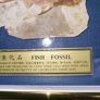 Fish fossil Image 6