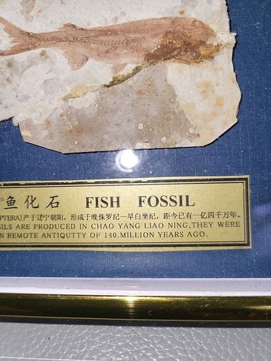 Fish fossil