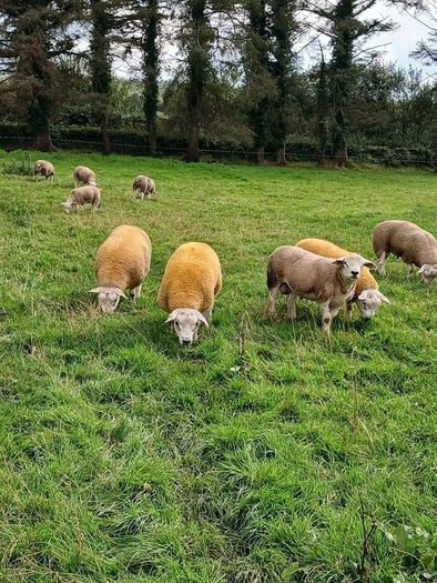 PBR texel ram lambs