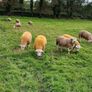PBR texel ram lambs Image 4