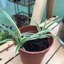 SpiderPlants - multiple sizes available! Image 9