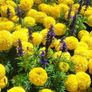(M) Marigold Mary Helen Seeds 1g (184465) Image 4