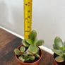 Mini jade plant house plant Image 3
