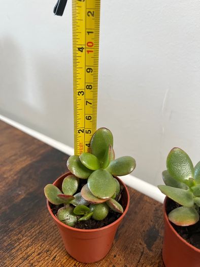 Mini jade plant house plant
