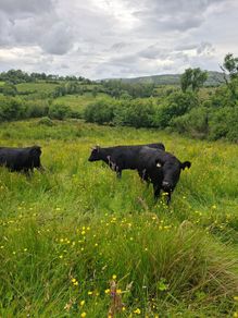 Cattle