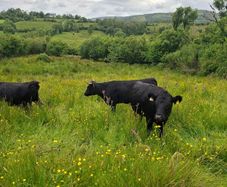 Cattle