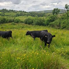 Cattle
