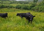 Cattle