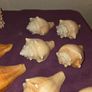 Sea Shell Collection Image 9