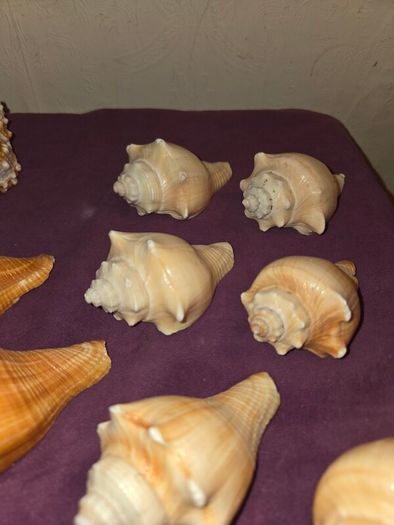 Sea Shell Collection