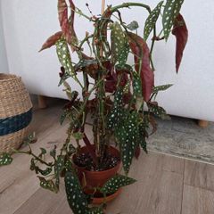 plant