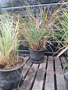 Selection of grasses