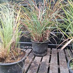 Selection of grasses