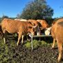 Incalf heifers and heifers with calves at foot Image 5