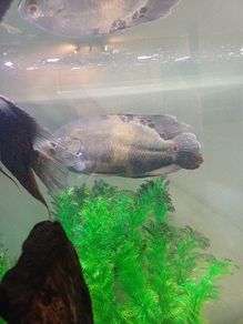 oscar