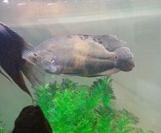 oscar
