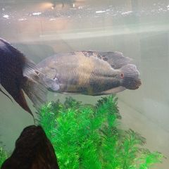 oscar