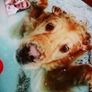 Underwater Dogs and Pups Photography by Seth Casteel on Frameless Printed Tempered Art Glass Image 7