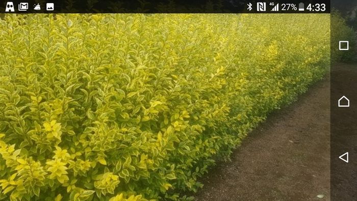 plants