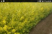 plants