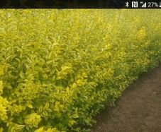 plants