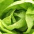 funkylettuce