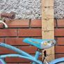 Girls Bike Image 7