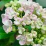 Mophead Hydrangea Baby Blue or Pink Image 3