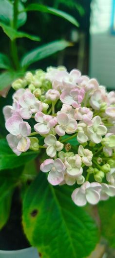Mophead Hydrangea Baby Blue or Pink