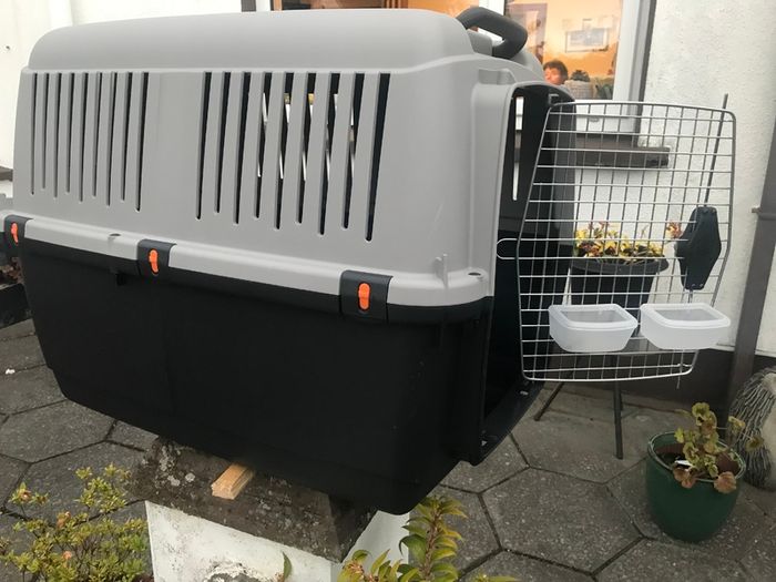 Domestic pet Bracco transport 5